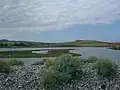 Tern colony in lagoon