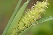 Seed pods of Cenchrus Tribuloides are attached in pods to a terminal inflorescence