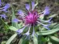 Centaurea triumfettii