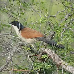 Finely barred rump and tail coverts, combined with unmarked underpart plumage, are field marks of adult birds