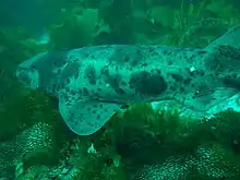 A wild Australian swellshark