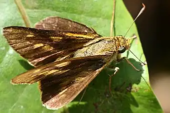 Dorsal view