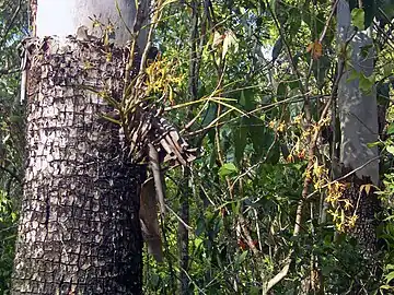 Growing on Corymbia tessalaris bark. Cooktown