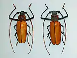 Enoplocerus armillatus at the Montréal Insectarium