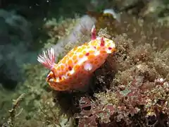 Ceratosoma amoenum