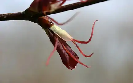 Female flower