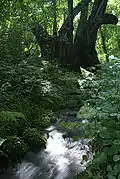 Hyōnosen-Ushiroyama-Nagisan Quasi-National Park (Torokawataira in Kami)