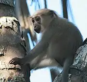 Gray monkey