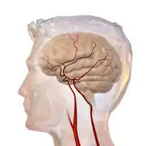 An illustration of the cerebrovascular system.