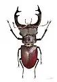 Lucanus cervus