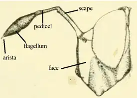 Sphiximorph type antennae