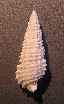 Cerithium scobiniforme