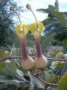 Ceropegia rhynchantha