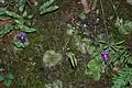 Another species of Pinguicula (Pinguicula moranensis)