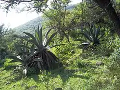 Centuryplant (Maguey).