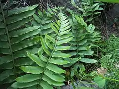 Fern (Helecho).