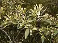 Specimen flowering in Royal Botanic Garden, Madrid