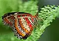 Leopard Lacewing