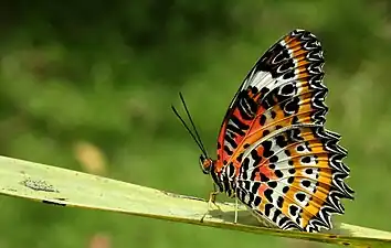 Imago (ventral view)