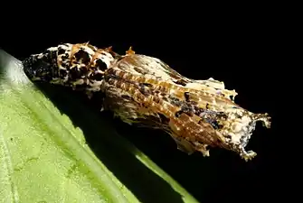 Chrysalis