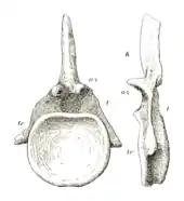 Drawing of a tail bone