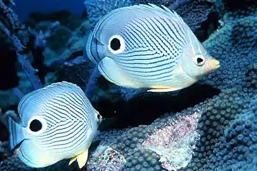 The foureye butterflyfish