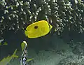 Zanzibar butterflyfishChaetodon (Tetrachaetodon) zanzibarensis