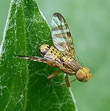 Cheatostomella cylindrica