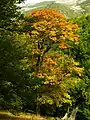 Trees in forests of Mazandaran