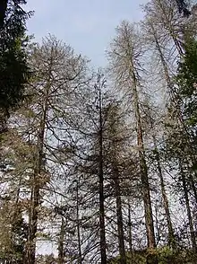 A Port Orford cedar tree killed by Phytophthora lateralis