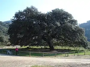 Chaparro de la Vega with a cyclist to compare size