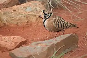 An inland dotterel on the shoreline