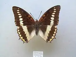 C. l. intermedius - female