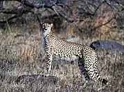 Spotted cheetah standing at a rock