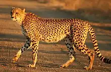 Close full-body view of a cheetah