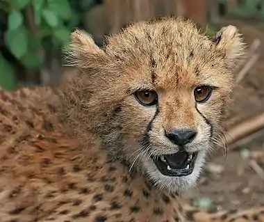 Image 2CheetahPhoto: Muhammad Mahdi KarimA close-up view of a cheetah (Acinonyx jubatus) cub. Unlike some other cats, the cheetah is born with its characteristic spots, as well as a downy underlying fur on their necks extending to mid-back, which gives the cub the appearance of the Honey Badger, to scare away potential aggressors. Despite this, up to 90% of cheetah cubs are killed by predators in the early weeks of life.  Healthy adult cheetahs have few predators because of their speed.More selected pictures