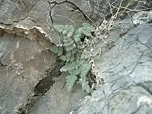 Grayish-green fern frond covered in light-colored hair springing from a rock crevice