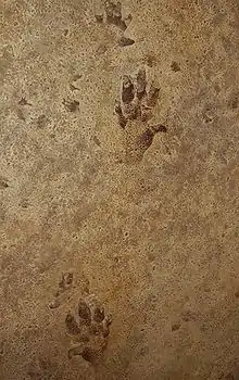 Cheirotherium trace fossil, displayed in Oxford University Museum of Natural History.