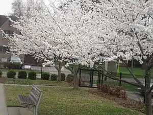 Cherry blossoms in Owensboro, Kentucky