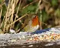 A Robin in Cherry Wood