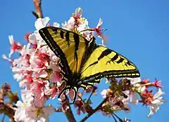 Adult of P. rutulus on Prunus serrulata