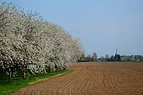 Cherry trees in Baal