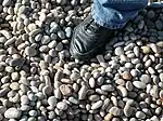 Large chert and flint shingle near the Portland (southern) entrance to beach