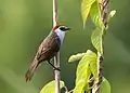 Image 38The chestnut-capped babbler (Timalia pileata) is a passerine bird of the Timaliidae. It is monotypic within the genus Timalia. The pictured specimen of this native bird of Bangladesh was photographed at Himchari National Garden, Cox's Bazar.Photo Credit: Syedabbas321