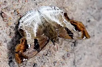 Dorsal view