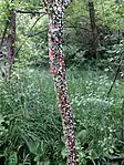 A tree within the park which has been 'decorated' with a large quantity of used chewing gum.