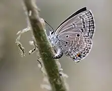 Female laying eggs