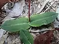 Leaves of C. sylvestris