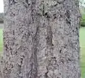 Trunk and bark of Chinese cork oak