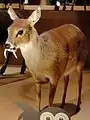 Chinese water deer